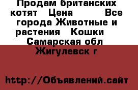 Продам британских котят › Цена ­ 500 - Все города Животные и растения » Кошки   . Самарская обл.,Жигулевск г.